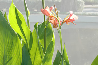 photo of iris flowers with the background knocked back